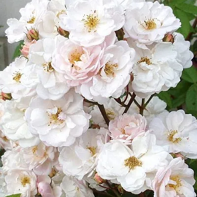 Мускусная  Мускусная в Томске