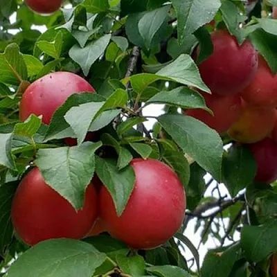 Плумкот БИРИКОККОЛО ГИГАНТЕ ДИ БУДРИО  Плумкот БИРИКОККОЛО ГИГАНТЕ ДИ БУДРИО в Томске