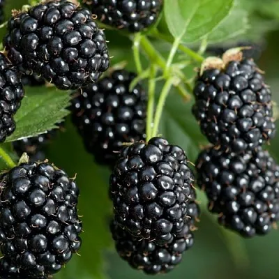 Ежевика ЧЕРНАЯ МАГИЯ ремонтантная  Ежевика ЧЕРНАЯ МАГИЯ ремонтантная в Томске