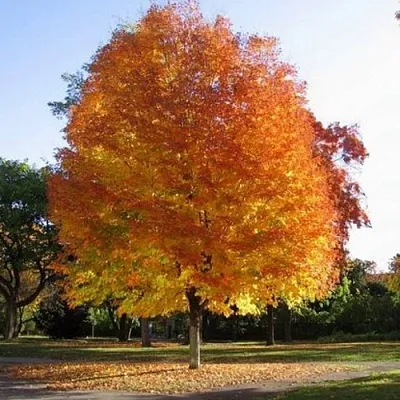 Клен серебристый  Клен серебристый в Томске