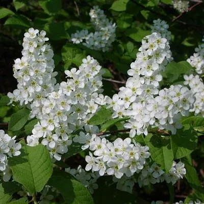 Черемуха ПАМЯТИ САЛАМАТОВА  Черемуха ПАМЯТИ САЛАМАТОВА в Томске
