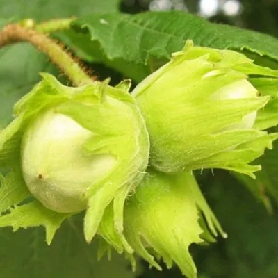 Фундук КАТАЛОНСКИЙ  Фундук КАТАЛОНСКИЙ в Томске