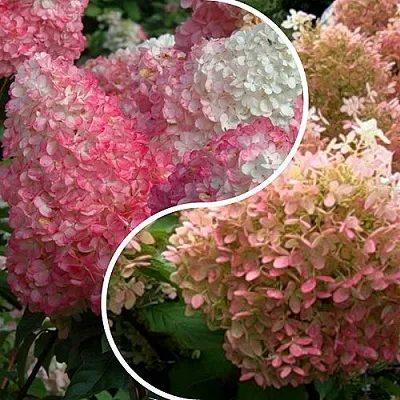 Комплект МАЛИНОВЫЙ ЗАКАТ в Томске