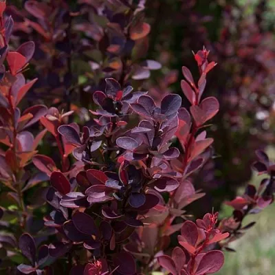 Барбарис ХЕЛМОНД ПИЛЛАР тунберга  Барбарис ХЕЛМОНД ПИЛЛАР тунберга в Томске