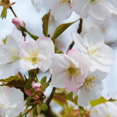 Вишня ОКАМЕ в Томске