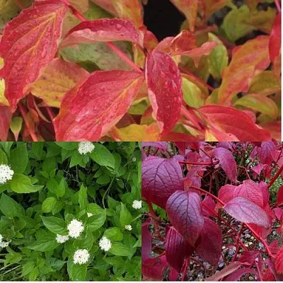 Комплект СЕВЕРНОЕ СИЯНИЕ в Томске