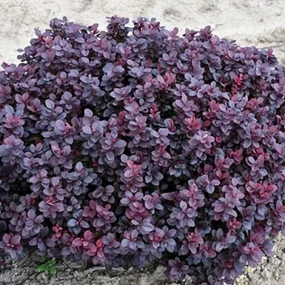 Барбарис КОНКОРД тунберга  Барбарис КОНКОРД тунберга в Томске