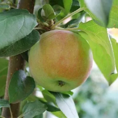 Яблоня ПОДСНЕЖНИК стелющаяся  Яблоня ПОДСНЕЖНИК стелющаяся в Томске