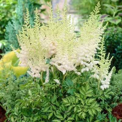 Астильба МИЛК ЭНД ХАНИ китайская в Томске