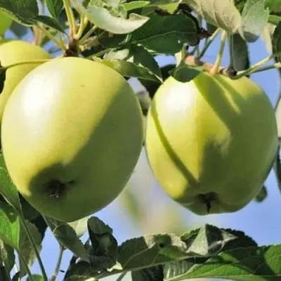 Яблоня САХАРНАЯ  Яблоня САХАРНАЯ в Томске