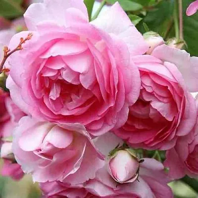 Саженцы роз ЖАСМИНА плетистая  Саженцы роз ЖАСМИНА плетистая в Томске