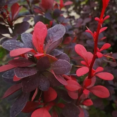 Барбарис РЕД ПИЛЛАР тунберга  Барбарис РЕД ПИЛЛАР тунберга в Томске