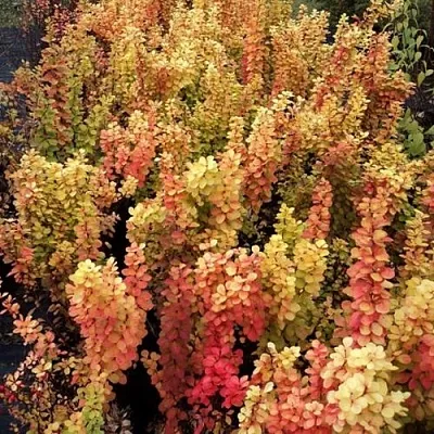 Барбарис САММЕР САНСЕТ тунберга  Барбарис САММЕР САНСЕТ тунберга в Томске