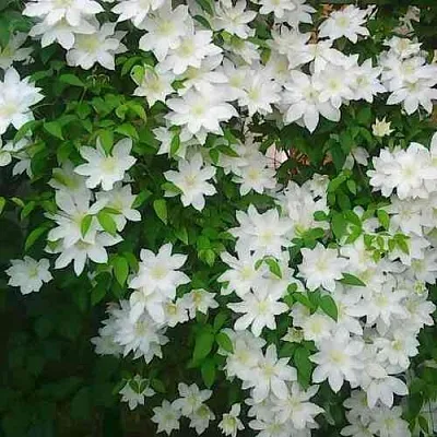 Клематис ТОКИ  Клематис ТОКИ в Томске