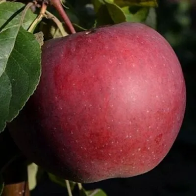 Яблоня БЕЛОРУССКОЕ СЛАДКОЕ  Яблоня БЕЛОРУССКОЕ СЛАДКОЕ в Томске
