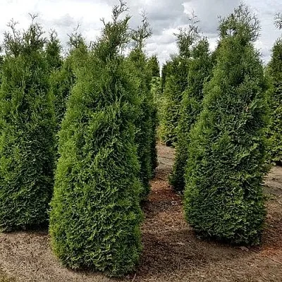 Туя ХОЛМСТРУП западная  Туя ХОЛМСТРУП западная в Томске