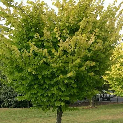 Вяз обыкновенный  Вяз обыкновенный в Томске