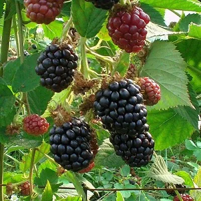 Ежевика ЧЕСТЕР бесшипная  Ежевика ЧЕСТЕР бесшипная в Томске