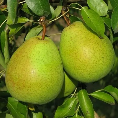 Груша НАЙТ-ВЕРТ колонновидная в Томске
