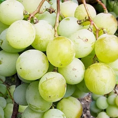 Виноград КЕША МУСКАТ  Виноград КЕША МУСКАТ в Томске