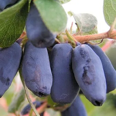 Жимолость съедобная ЛАКОМКА  Жимолость съедобная ЛАКОМКА в Томске