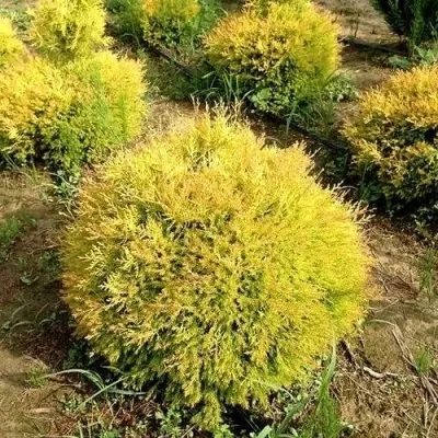 Туя ГЛОБОЗА АУРЕА западная в Томске