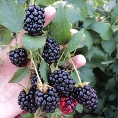 Ежевика ОУАЧИТА бесшипная — описание сорта Ежевика ОУАЧИТА бесшипная в Томске