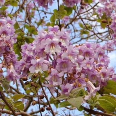 Павлония ПАО ТОГН Z07 — описание сорта Павлония ПАО ТОГН Z07 в Томске