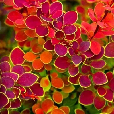 Барбарис ОРАНЖ САНРАЙЗ тунберга  Барбарис ОРАНЖ САНРАЙЗ тунберга в Томске