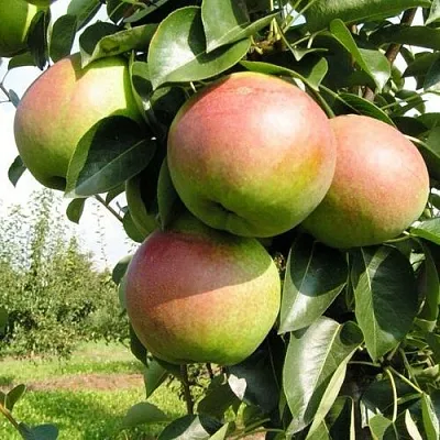 Груша КУПАЛА в Томске