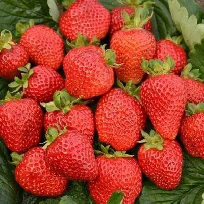 Клубника САН АНДРЕАС ремонтантная  Клубника САН АНДРЕАС ремонтантная в Томске