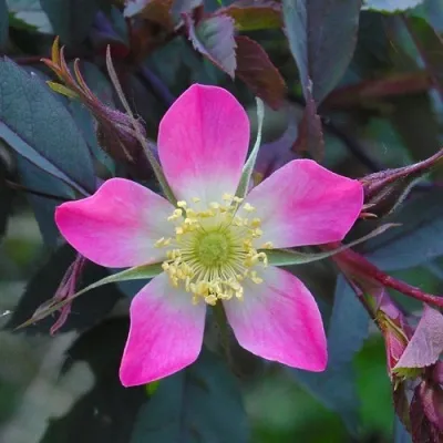 Саженцы роз сизая — описание сорта Саженцы роз сизая в Томске