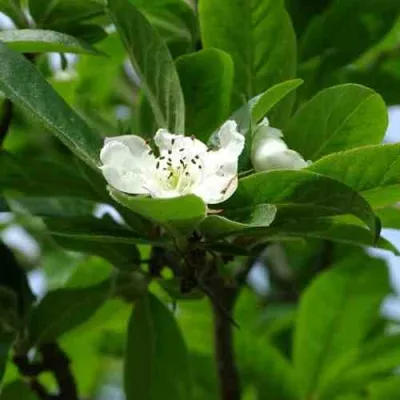 МУШМУЛА  — описание сорта МУШМУЛА  в Томске