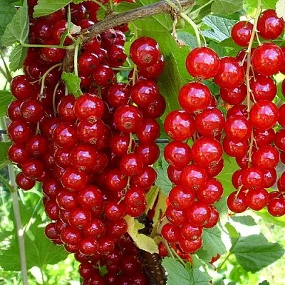 Смородина красная ЙОНКЕР ВАН ТЕТС  Смородина красная ЙОНКЕР ВАН ТЕТС в Томске