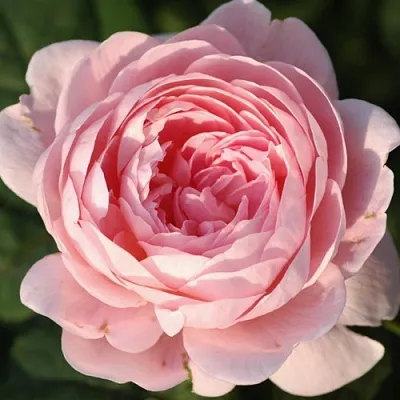 Саженцы роз КУИН ОФ СУИДЕН английская  Саженцы роз КУИН ОФ СУИДЕН английская в Томске