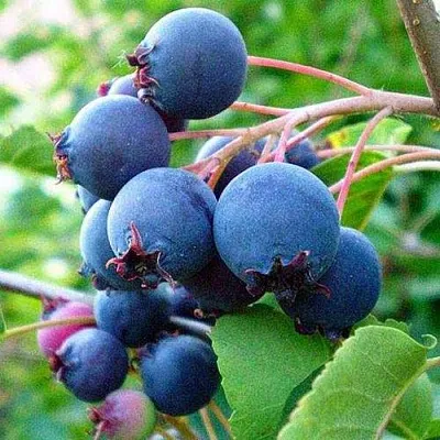 Ирга ПЕМБИНА  Ирга ПЕМБИНА в Томске