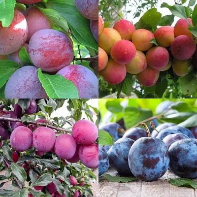 Комплект СЛИВОВЫЙ САД в Томске