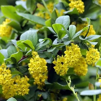 Барбарис корейский  Барбарис корейский в Томске