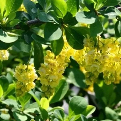 Барбарис ИНДИАН САММЕР   Барбарис ИНДИАН САММЕР  в Томске