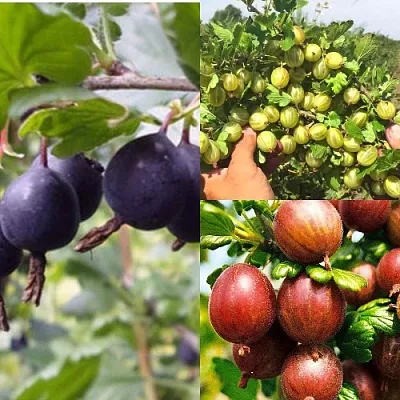 Комплект КРЫЖОВНИК MIX в Томске