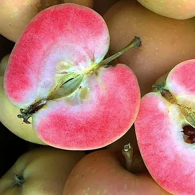 Яблоня ПИНК ПЕРЛ  Яблоня ПИНК ПЕРЛ в Томске