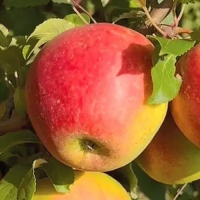 Яблоня САКАВИТА  Яблоня САКАВИТА в Томске