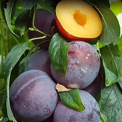 НЕКТАПРИУМ  НЕКТАПРИУМ в Томске