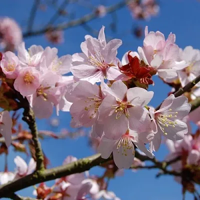Вишня РАНЧО САРЖЕНТА в Томске