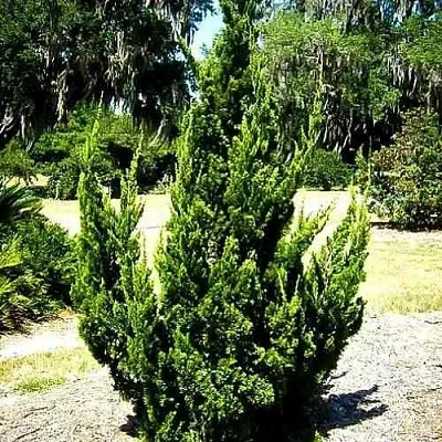 Можжевельник КАЙЗУКА китайский  Можжевельник КАЙЗУКА китайский в Томске