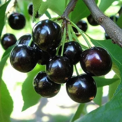 Вишня РОССОШАНСКАЯ ЧЕРНАЯ в Томске