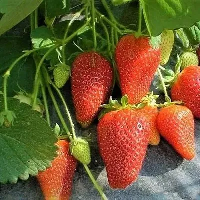 Клубника РОКСАНА  Клубника РОКСАНА в Томске