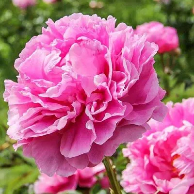 Пион АЛЕКСАНДР ФЛЕМИНГ травянистый  Пион АЛЕКСАНДР ФЛЕМИНГ травянистый в Томске