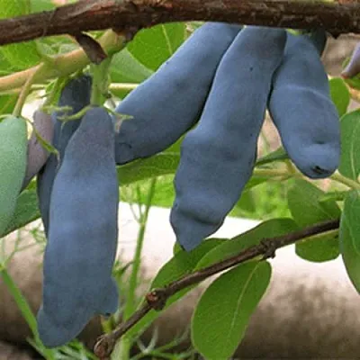 Жимолость съедобная ЛЕНИНГРАДСКИЙ ВЕЛИКАН  Жимолость съедобная ЛЕНИНГРАДСКИЙ ВЕЛИКАН в Томске