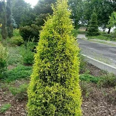 Можжевельник ГОЛД КОН обыкновенный  Можжевельник ГОЛД КОН обыкновенный в Томске